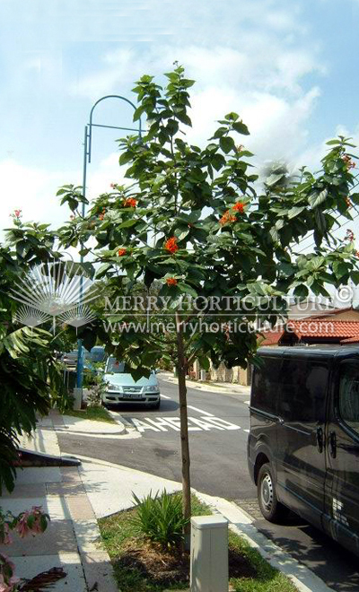 Cordia sebastena